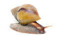 Lissachatina fulica hamillei rodatzi juvenil
